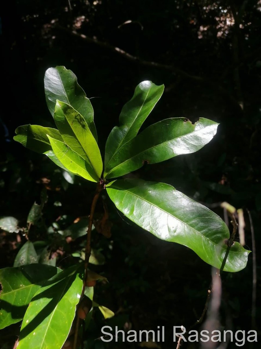 Semecarpus nigroviridis Thwaites